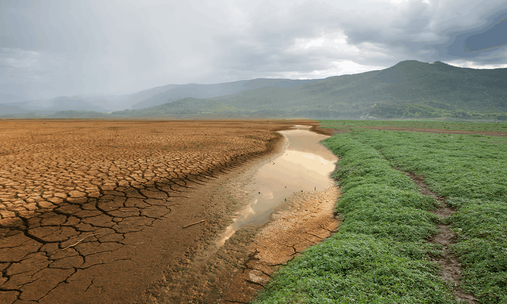 Climate change desert to green